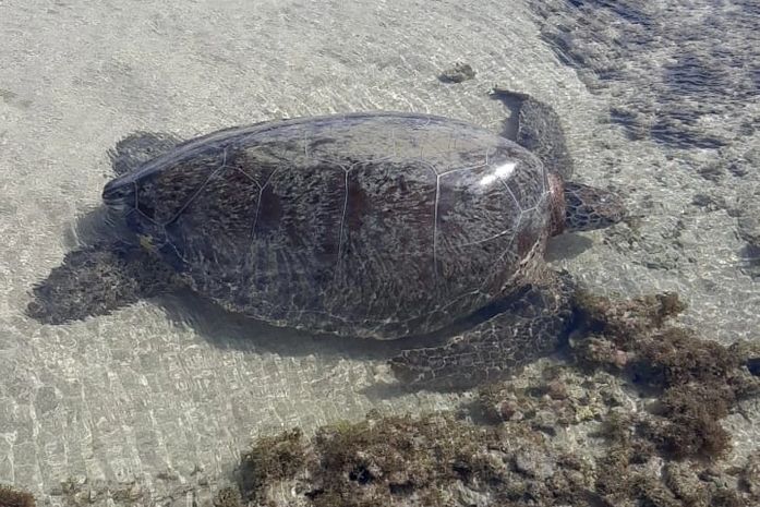 Tartaruga-verde de 1,20 metro é resgatada após ficar presa em curral em Ipioca