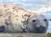 Morte de elefante-marinho em Alagoas é denunciada a órgãos federais após indícios de violência