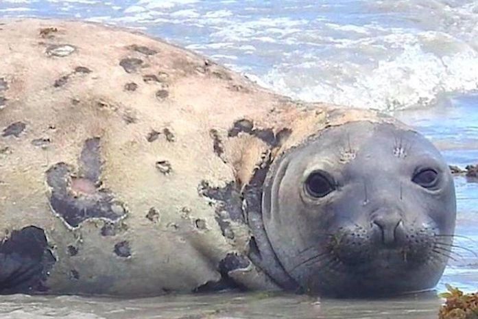 Morte de elefante-marinho em Alagoas é denunciada a órgãos federais após indícios de violência