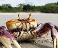 IMA alerta sobre o período de defeso do caranguejo-uçá em Alagoas
