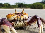 IMA alerta sobre o período de defeso do caranguejo-uçá em Alagoas
