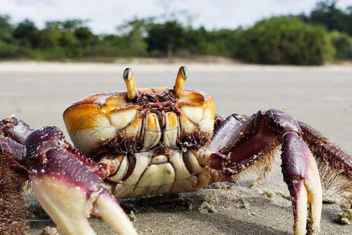 IMA alerta sobre o período de defeso do caranguejo-uçá em Alagoas
