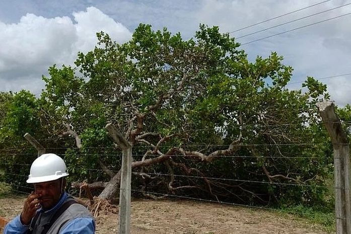 Arvore cai em subestação da Casal e 18 municípios ficam sem abastecimento de água