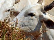 Abate de bovinos cai e o de suínos e frangos sobe no último trimestre.