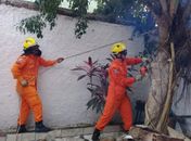 Árvore tomba dentro de residência após fortes chuvas em Arapiraca