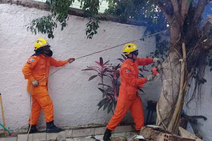 Árvore tomba dentro de residência após fortes chuvas em Arapiraca