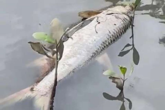 Rompimento de tanque de melaço é a causa da mortandade de peixes no Rio São Miguel