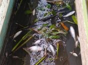 Usina Porto Rico é multada e interditada por despejo de melaço no Rio Jequiá