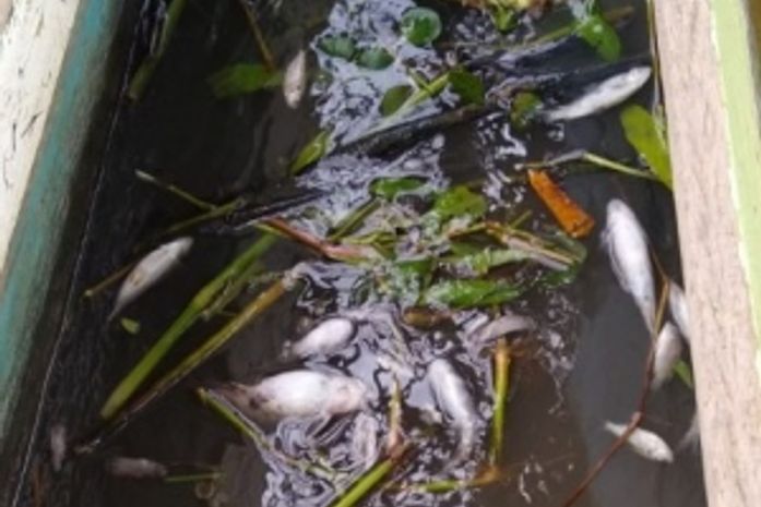 Usina Porto Rico é multada e interditada por despejo de melaço no Rio Jequiá