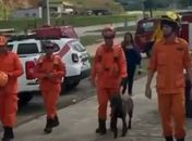 Cães farejadores são utilizados em operação conjunta de buscas por bebê desaparecida em Novo Lino