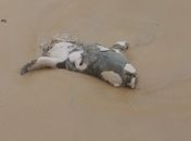 Elefante-marinho raro encontrado morto no litoral sul de Alagoas estava partido ao meio