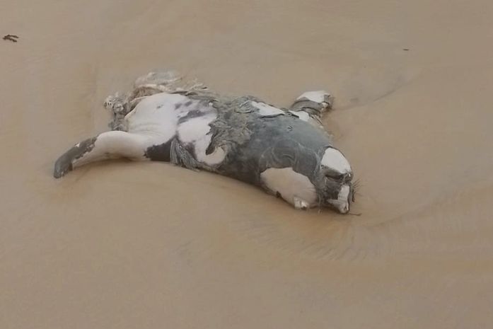 Elefante-marinho raro encontrado morto no litoral sul de Alagoas estava partido ao meio