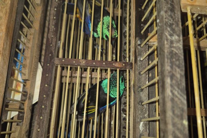 Homem é preso no Aeroporto de Maceió com 42 pássaros silvestres escondidos em mala