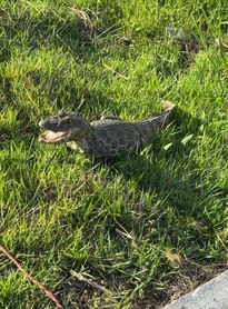 Vídeo: Jacaré é encontrado próximo a residências e mobiliza Bombeiros