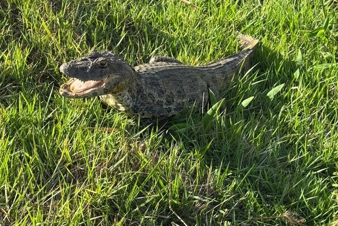 Vídeo: Jacaré é encontrado próximo a residências e mobiliza Bombeiros
