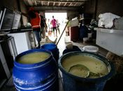 Queijaria estava em total desconformidade com as normas sanitárias exigidas.