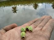 Compensação ambiental: Gabinete de Davi Maia planta quase duas mil mudas, em um ano