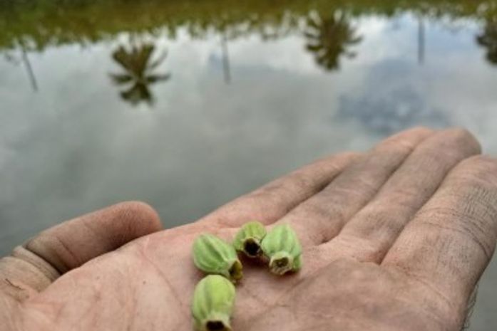 Compensação ambiental: Gabinete de Davi Maia planta quase duas mil mudas, em um ano