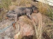 Cão foi enterrado vivo