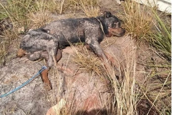 Cão foi enterrado vivo