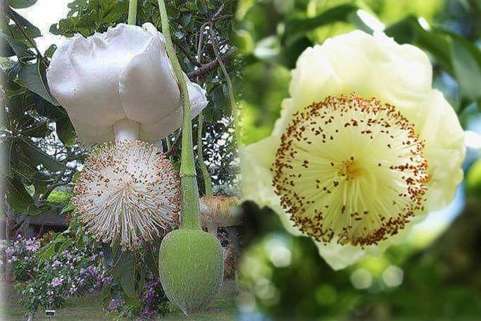 O Corredor Vera Arruda tem a maior concentração da árvore sagrada, milenar e referenciada de Áfricas.