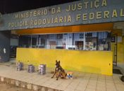 Com cão farejador, policiais apreendem mais de 50kg de drogas dentro caminhão na BR-101