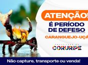 Prefeitura de Coruripe reforça fiscalização durante o período de reprodução do caranguejo-uçá