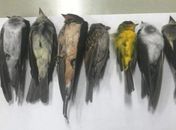 Pássaros aparecem mortos aos milhares nos EUA; incêndios podem ser causa