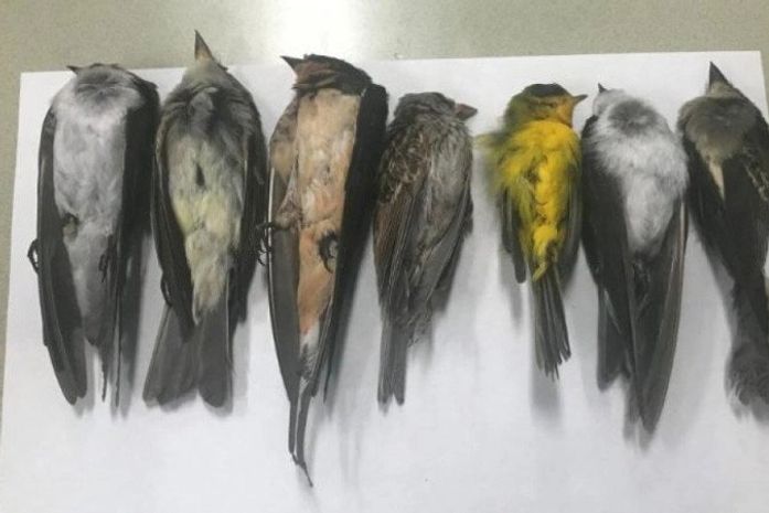 Pássaros aparecem mortos aos milhares nos EUA; incêndios podem ser causa