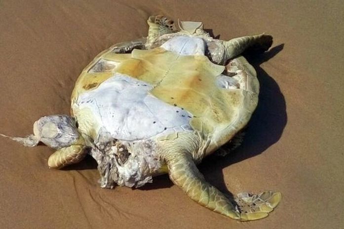 Tartaruga foi encontrada morta