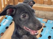 Pets têm a oportunidade de encontrar um lar através da Feira de Adoção, neste domingo (16)