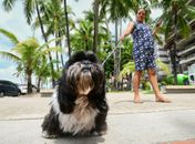 Sesau alerta sobre a importância da vigilância e controle de doenças transmitidas entre animais e seres humanos