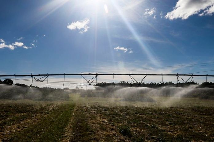 Plantação de Café na Embrapa Cerrado.