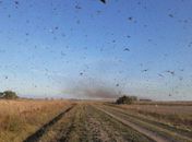 Baixa temperatura deve dificultar entrada de gafanhotos no Brasil