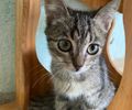 Maceió recebe neste sábado evento gratuito para amantes de pets