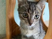 Maceió recebe neste sábado evento gratuito para amantes de pets