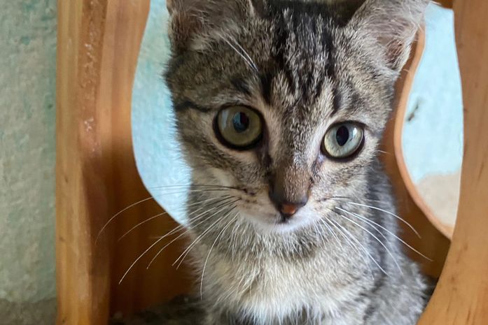 Maceió recebe neste sábado evento gratuito para amantes de pets