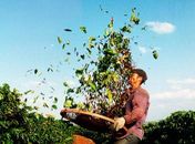 Estudo aponta que trabalhadores de lavouras de frutas vivem na pobreza