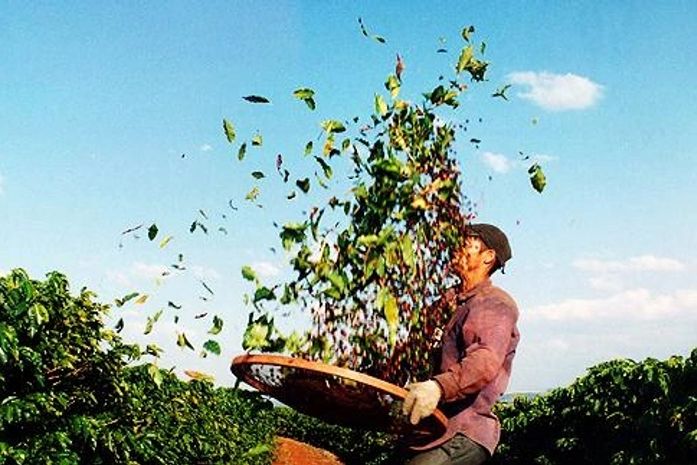 Estudo aponta que trabalhadores de lavouras de frutas vivem na pobreza