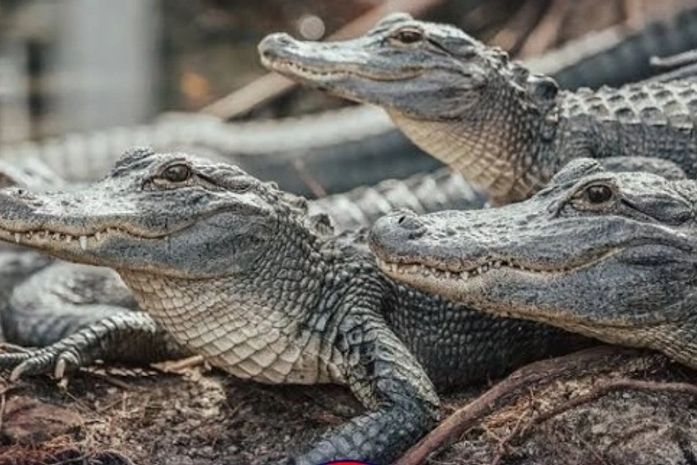 Córrego na área urbana de Arapiraca está infestado de jacarés