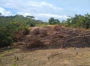 Polícia ambiental flagra área desmatada, resgata animais silvestres e apreende tronco de árvore centenária