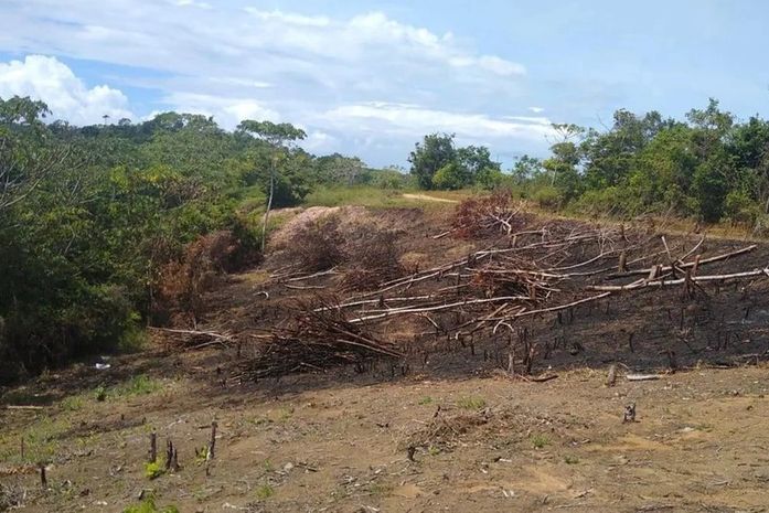 Polícia ambiental flagra área desmatada, resgata animais silvestres e apreende tronco de árvore centenária