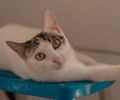 Cães e gatos estarão disponíveis nas duas feiras.