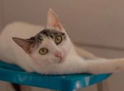 Cães e gatos estarão disponíveis nas duas feiras.