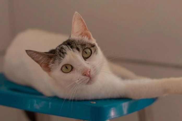 Cães e gatos estarão disponíveis nas duas feiras.