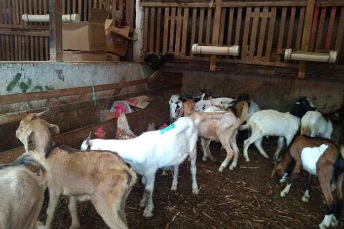 Vigilância Sanitária realiza fiscalização contra maus-tratos a animais no Mercado da Produção