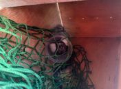 Bombeiros resgatam sagui preso em cone em Delmiro Gouveia