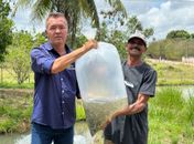 Agricultores miguelenses recebem milhares de alevinos