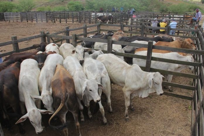 Etapa final: prefeitura convoca criadores de bovinos para vacinar rebanhos contra febre aftosa