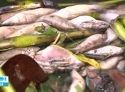 Após rompimento de tanque de melaço, peixes aparecem mortos no Rio Jequiá 